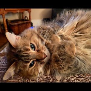 Meet your Posher, Brenda kay